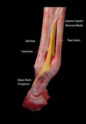 Can You Stretch the Suspensory Ligament: A Detailed Discussion